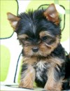 Yorkshire terrier for sale