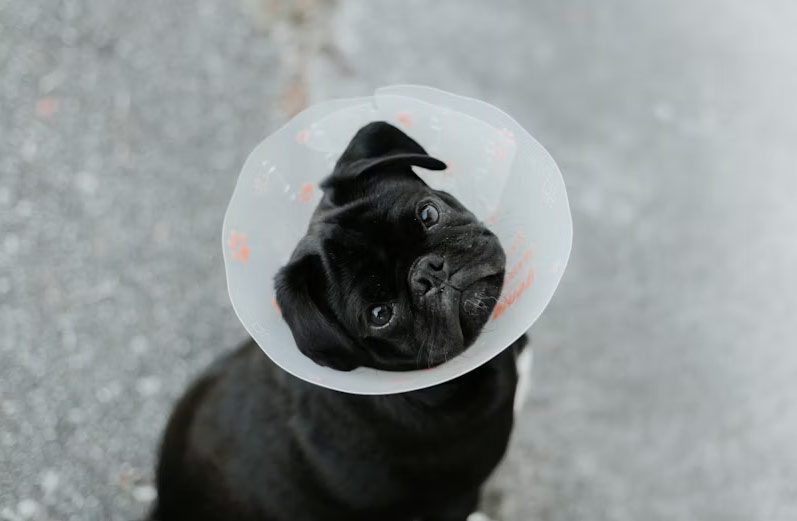 Manhattan Pet Hospital